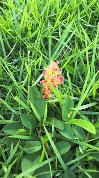 Alysicarpus vaginalis (Alyce Clover) 🌿 #herbs #plantidentification #traditionalmedicine #shorts