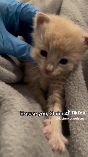 Kitten Konnoisseur on TikTok