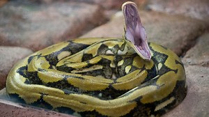 Everything to know about venomous snakes in Memphis from 'The Reptile Guy'