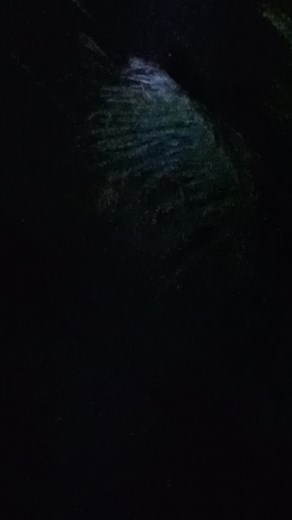 17K views · 253 reactions | Maupay nga Gab-e Norsamelco Laoang alayon po kit pag-action sini nga puno san lobe nadikit sa line San kuryente.salamat po 11-3-25 #LaoangNorthernSamar #norsamelcolaoang #followersシ゚ #safetyfirst #highlight | Manibelang Waray | Facebook