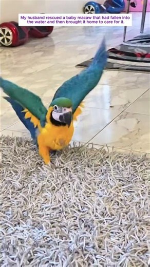 He Rescued A Drowning Baby Macaw #animals