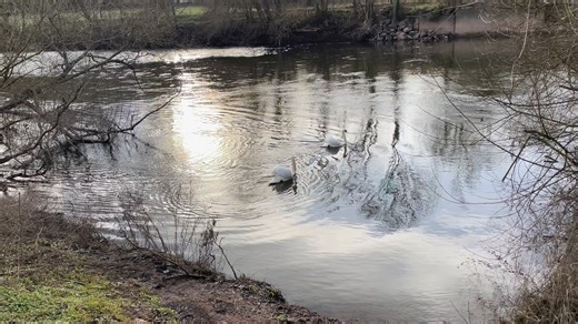 Swans on the river Severn at Dowles brook, Bewdley, fighting the current or just showing off? Grace, elegance and beauty, all in one creature. | The Garden Kitchen