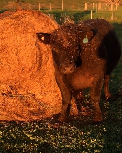 What in the hay is going on here? 🤭🐮 | LADbible Australia