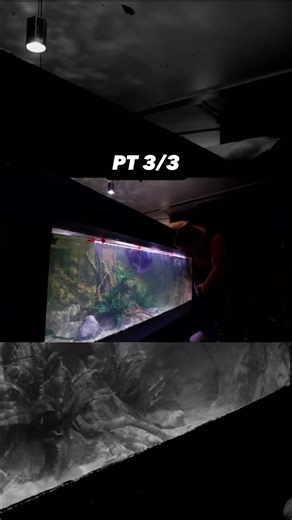 Adding fish to my 2,000g aquarium and upgrading the entire fish tank! . . . #aquarium #fish #fishtank #fishtanks #animals #plantedtank #plantedaquarium #cichlid #cichlidtank #stingray #arowana #monster #monsterfishkeepers | UaruJoey