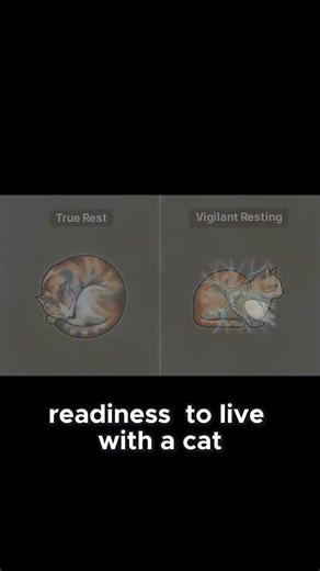 Stressed cats hide it perfectly #cattruth #catbehavior #catowner