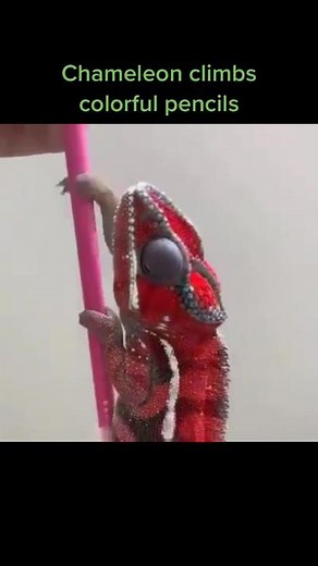 Color Changing Chameleon: Incredible Transformations Revealed!