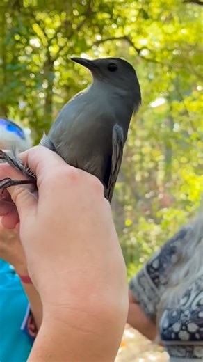 Uncover Alabama | Audubon Bird Sanctuary - Mobile County In the early 1800s, an artist had a passion for painting birds. John James Audubon found, studied, & painted many birds that few people had ever seen. He started the conservation efforts for these animals & the natural habitats they need for survival. #birdwatching #wildlifeconservation #uncoveralabama | Uncover Alabama