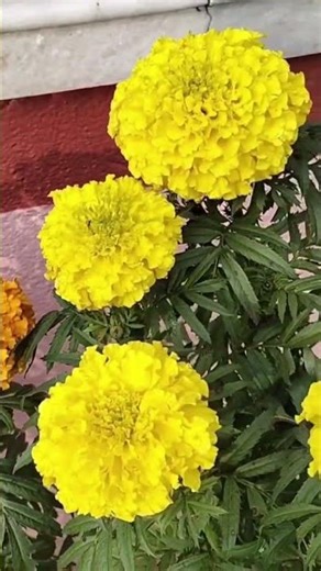 My Marigold Flower #viral #shorts #shortsfeed #foryou #reach #explore #flower #garden #nature