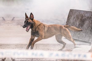 1.7K views · 170 reactions | Magic Moments at the 24th IRO World Championship 2018 in Ljubljana #throwback #rubblesearch #irowch #sardog | IRO | Facebook