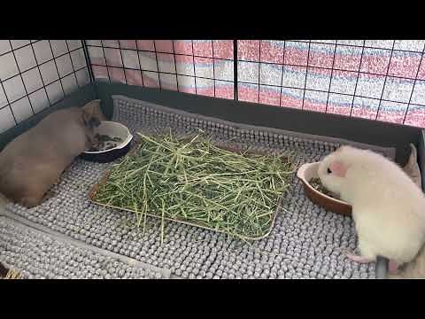 Guinea pigs scared by loud fart