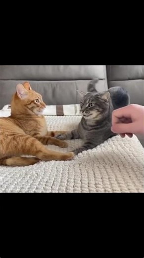 #Wildlife,#Viral, #Trending, #Wildlife, #pets,