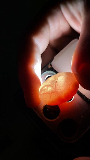 These babies are growing at an incredible rate, we captured a beautiful video of this little guy moving, expected to hatch between 24th Nov-14th Dec!! #adelaide #beardeddragon #beardeddragonlife #beardeddragonoftheday #beardeddragonbreeder #beardeddragonsofinstagram #beardeddragonlizard #beardeddragonsofinsta #australianbeardeddragon #australianreptiles #beardeddragoneggs #eggcandling #reptilelover #reptilefanatics | Bearded Dragon Breeders and Enthusiasts South Australia