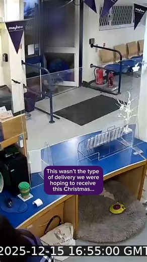 This wasn't the type of delivery we were hoping to receive this Christmas. 💔 Last week, just before 5pm, a member of the public walked into our reception area with a small suitcase. They placed it on the desk and told our Reception Team that there were two kittens inside. Our staff member tried to talk to them, but after a brief conversation, he walked out - leaving the suitcase and abandoning the kittens. Sadly, this is the reality of what we face as a charity. Fortunately, both kittens are no