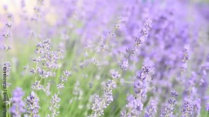 Blooming beautiful flowers of Lavender or Lavandula swaying in the wind on the field. Harvest, perfume ingredient, aromatherapy.