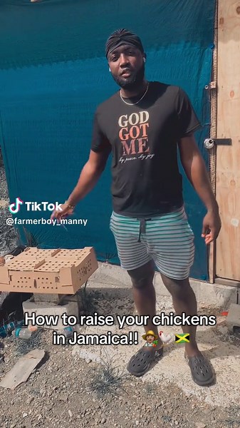 Raising Chickens in Jamaica for Profit