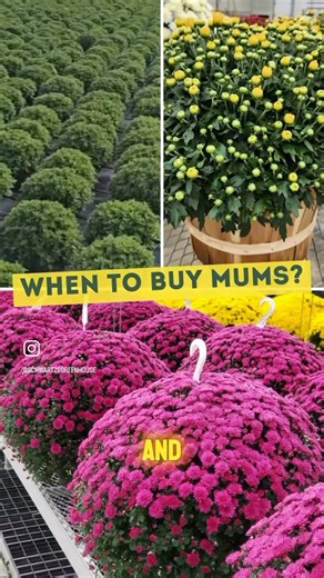 Green, cracking color, or in full boom: when is the best time to buy mums? We’re going to be breaking this down throughout the fall season, so stay tuned for more in-depth videos to come! In the meantime, here’s a quick, no-frills guide: Green mums will last the longest and give you the best bang for your buck. Mums that are already blooming are great if you need an instant glow-up for a party or event Plants that are cracking color are great compromise between instant beauty and long-lasting va