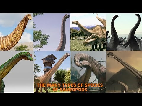 The Many Types Of Species Of Sauropods