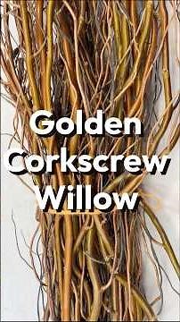 Golden Corkscrew Willow
