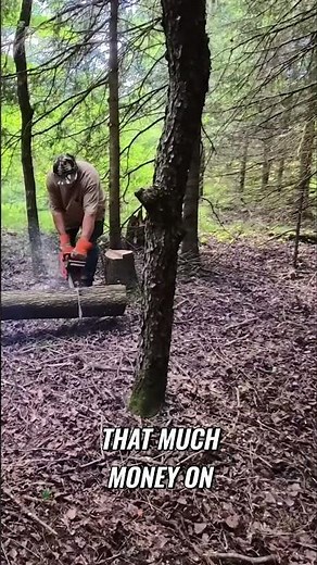 Husqvarna 262XP My Reliable Chainsaw After Years #husqvarna #husqvarna262xp #chainsaw #tools