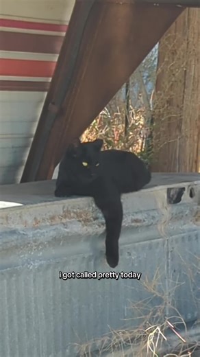 #junkyardcats #feralcats #straycats