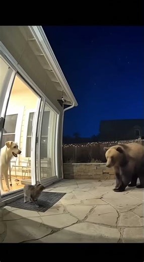 Dog: BEAR! Run! Cat: Hold up, gotta finish my snacks first 🐾😂