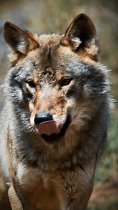 1.1K views · 12 reactions | Attacks on livestock by #wolves, #bears...