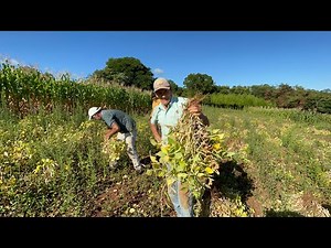 Behind the scenes of manual bean harvesting in Pinhal da Serra.