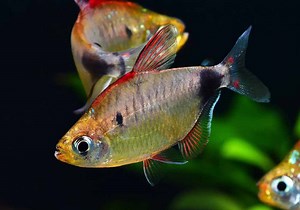 African Moon Tetra (Bathyaethiops caudomaculatus) - MyAquarium