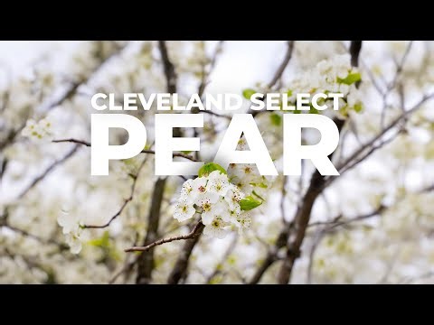 Cleveland Select Pear: Tree Of The Week