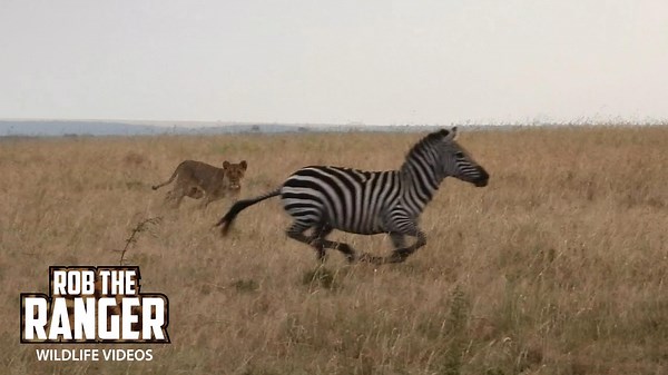 Lionesses Hunt Zebra, Monitor Nearby Buffalo