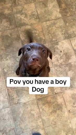 1.9K views · 40 reactions | Obi the 11 week old chocolate lab #chocolatelab #labradorretriever #dogs #labradorpuppy #blacklab #puppy #dogsoftiktok #labrador #dog | Obi The Chocolate Lab | Facebook