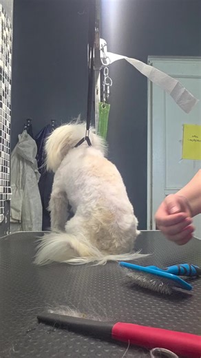 MAX & MOLLY on TikTok