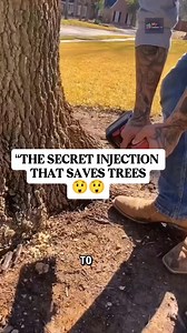 Trees Get Injected?! This Is How Arborists Make Them Stronger #fblifestyle | my content tv.