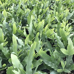 Polypodium aureum 'Blue Star' - Bear's Paw Fern (4.5" Pot) | Little Prince of Oregon Nursery