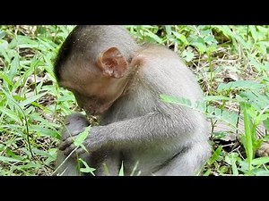 Very Pity Baby Monkey Get Attack From Big Monkey - Pigtail Baby Monkey Cry Call mommy Help