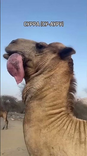 Why are camels fed snakes? The Arabs came up with an amazing method of treatment.