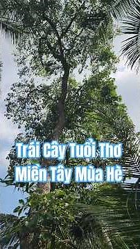 Fruits of Childhood in the Western Summer, My Homeland, Than Cuu Nghia, Chau Thanh, Tien Giang