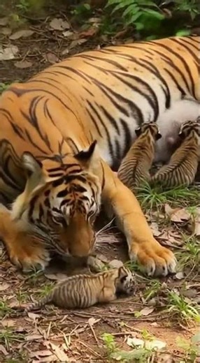 💖Tiger Mom's tenderness! Protecting her children, this heartwarming scene is so touching! 🐅🍼