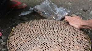The termite on the ground is searching for food to feed the larvae in the cavity.
