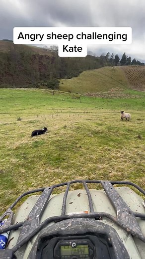 Angry Sheep Challenging Kate: A Border Collie's Standoff