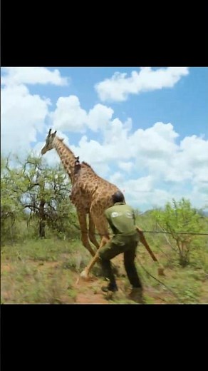 Trapped giraffe, emergency resuscitation and a life saved | Sheldry Wildlife Trust