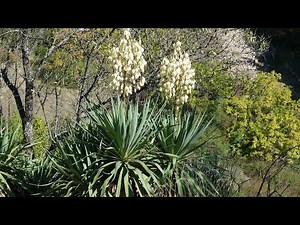 le yucca gloriosa, une plante ornementale