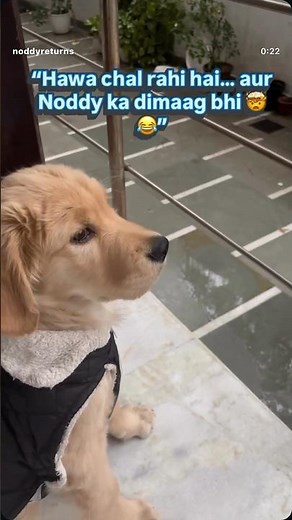 “Fresh Hawa + Noddy = Full Comedy 😂🐶”#youtubeshorts