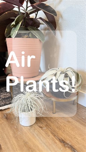 146K views · 816 reactions | Most who know me know that I love plants! I thought I’d share some of my favorite recent purchases!  #airplants Amazon link in my bio 華 | Jana Duggar | Facebook