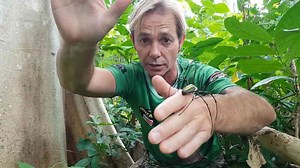 Golden orb weaver spider | Wildlife adventure