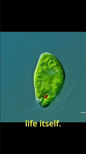 The Fermi Paradox - Where is Everybody?