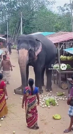 Scary Elephant attack on Rural Road | Shocking Wildlife Encounter in Indian Village