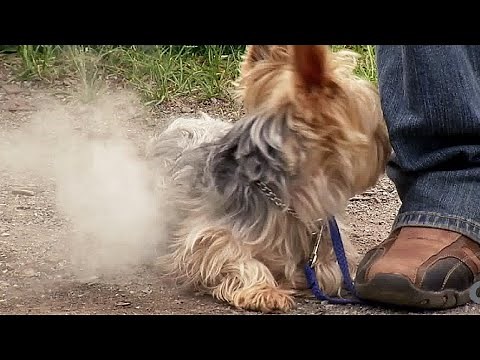 Dog Catches On Fire | Just for Laughs Compilation