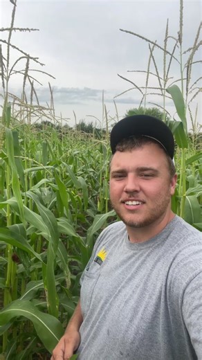 What’s popping tiktok! I’m glad to be back! The video cut me off before I was finished. Harvest will happen this year in September/October #FarmTok