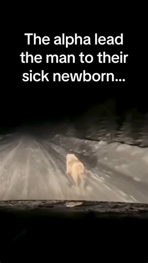 1.3M views · 48K reactions | Wolf pack howls at man's window asking for help #animals #rescue | Born Legend | Facebook